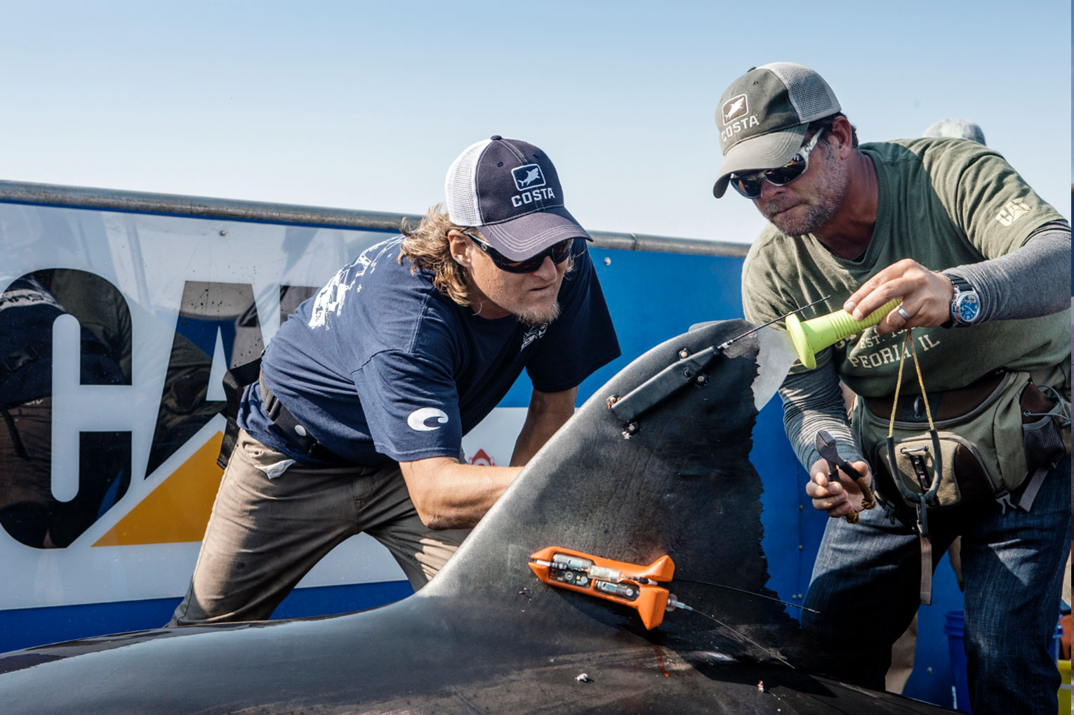 image of 2 men applying the device to a shark.
