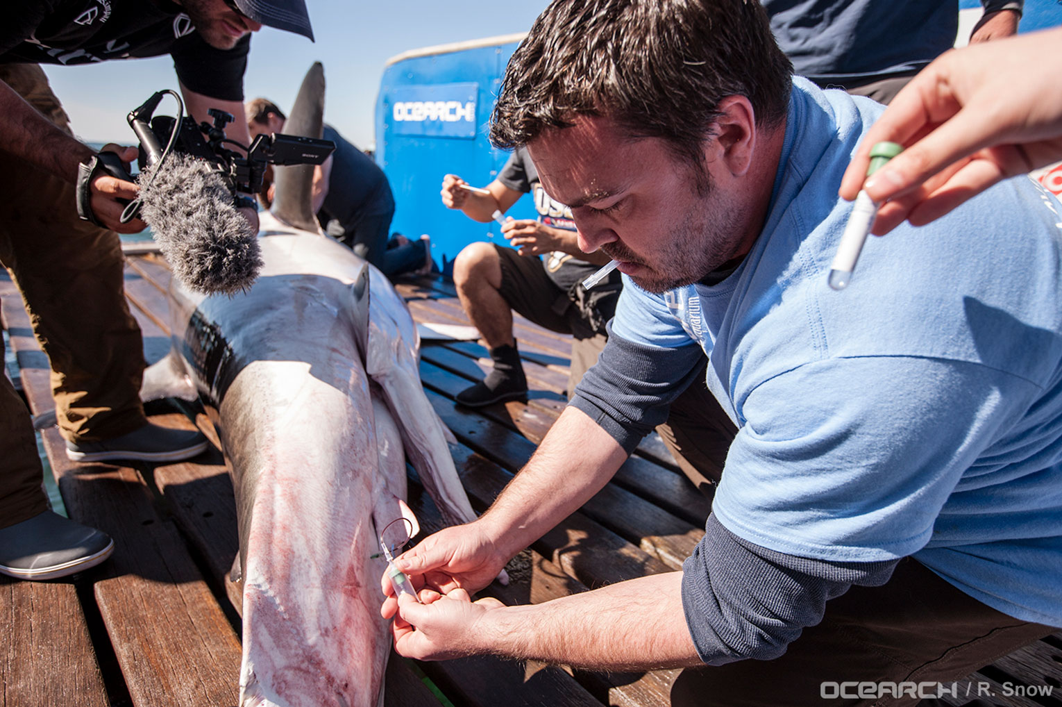 image of a man inserting a needle into a sharks body to collect their blood.