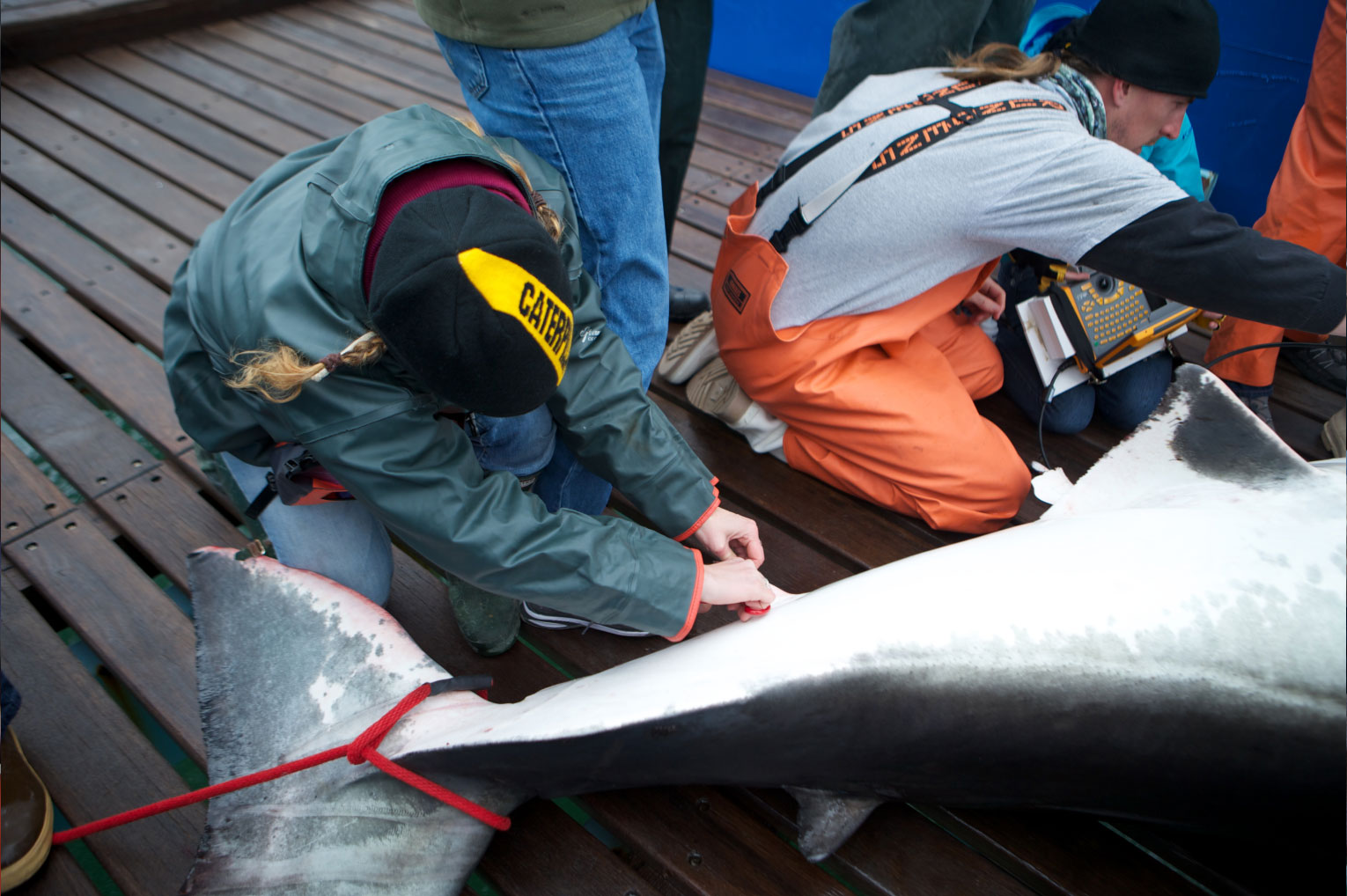 image of a man applying the fin clip to a shark.