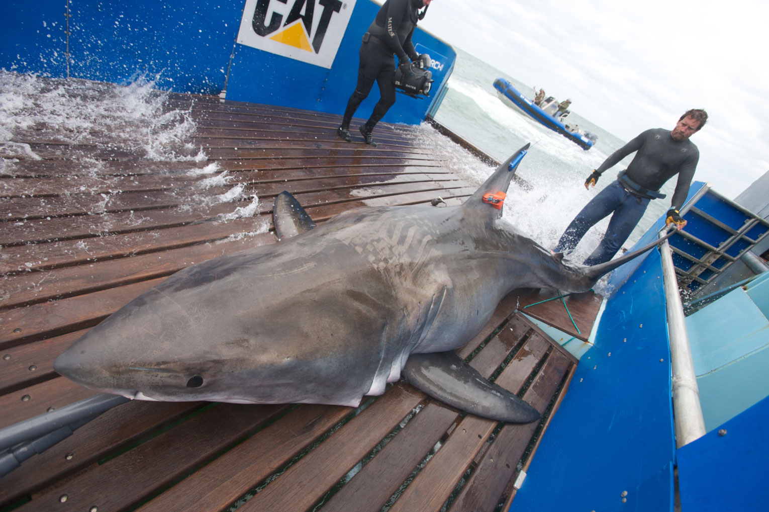 image of a shark on a boat and a man in a diving suit sanding behind it.