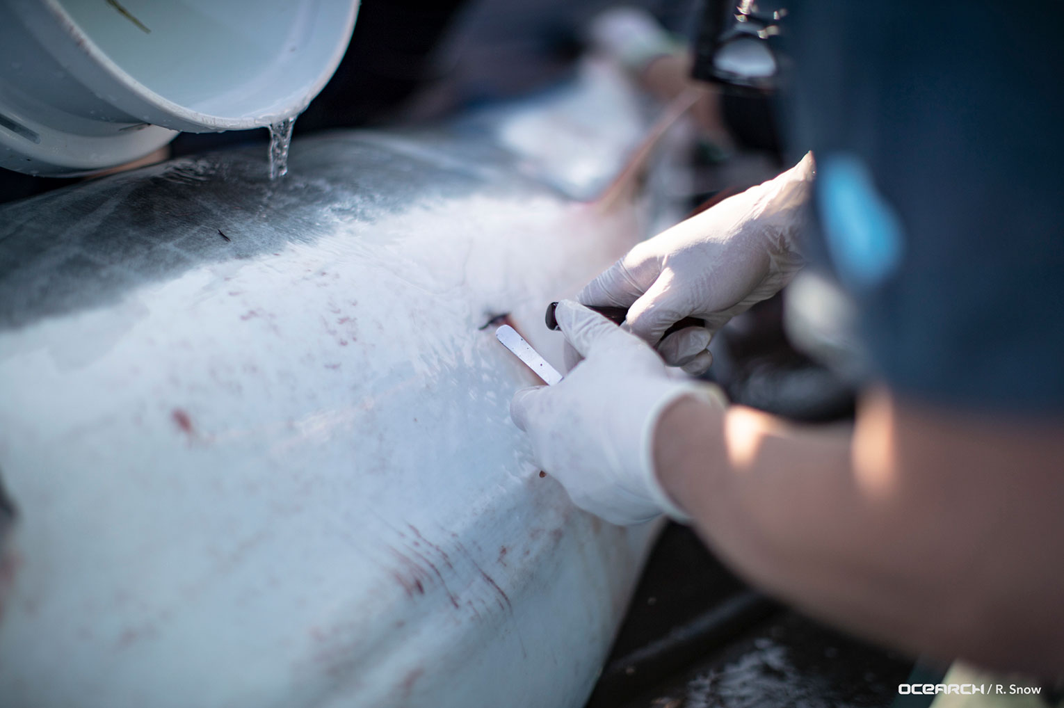 image of a man applying the acoustic tag to a shark.