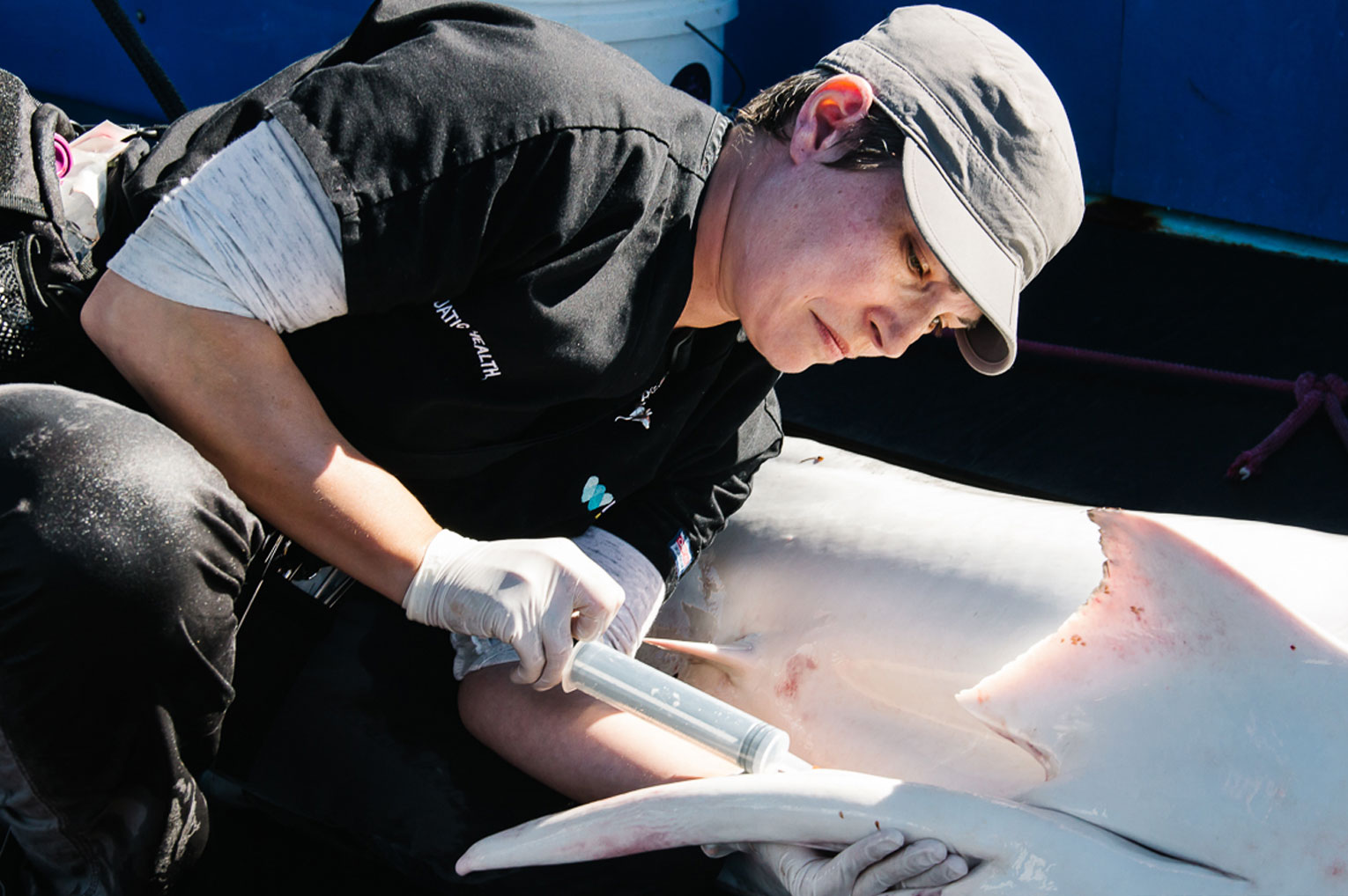 image of a man taking a bacterial sample of a shark.